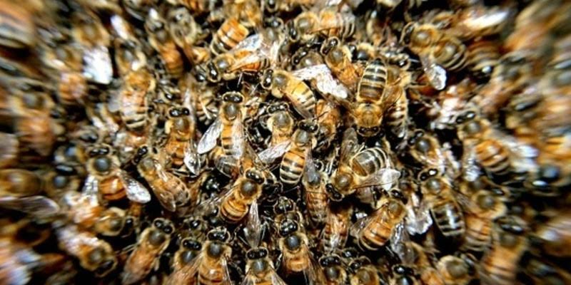¿Sabías que las abejas relacionan cantidades con símbolos como hacemos los humanos con los números?