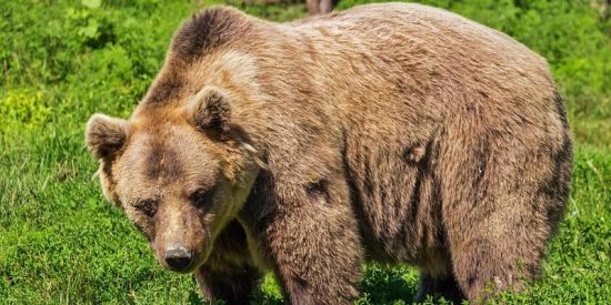 Los osos pardos atacaron 664 veces a personas entre 2000 y 2015
