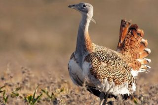 Este veneno de escarabajo tiene propiedades antiparasitarias para las avutardas