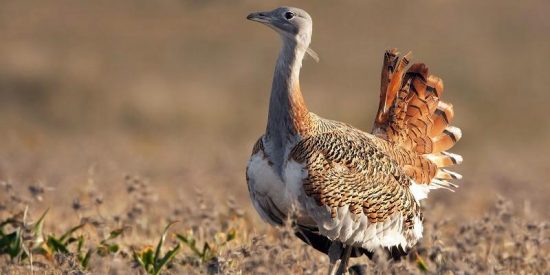 Este veneno de escarabajo tiene propiedades antiparasitarias para las avutardas