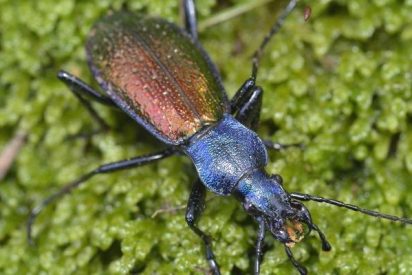 As&iacute; determinaron las glaciaciones del Pleistoceno la distribuci&oacute;n de especies