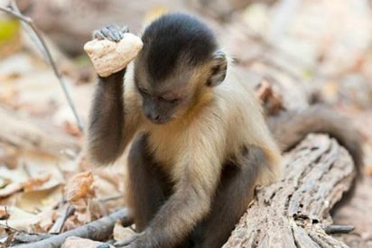 Los monos capuchinos sudamericanos comenzaron a usar herramientas de piedra hace al menos 3.000 a&ntilde;os