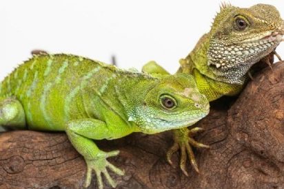 Hembra de drag&oacute;n logra tener una cr&iacute;a viva a pesar de ser virgen