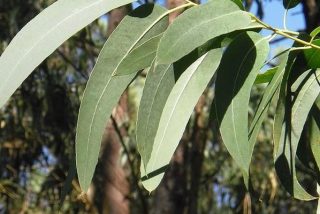 El eucalipto puede usarse para producir grafeno 100 veces m&aacute;s barato
