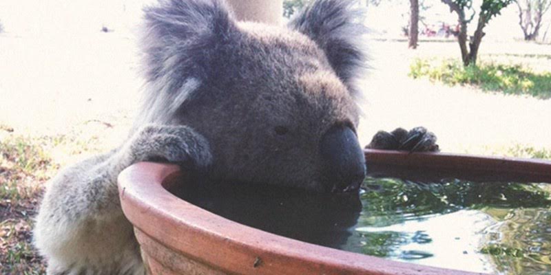 Los koalas se mueren de sed: las hojas ya no les aportan el agua suficie
