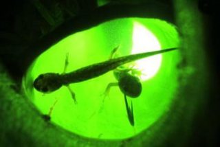 As&iacute; es esta fr&iacute;a y calculadora planta insect&iacute;vora vista devorando vertebrados