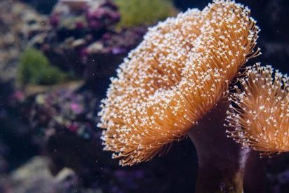 El 17 % de la biomasa de especies marinas podría reducirse por el cambio climático