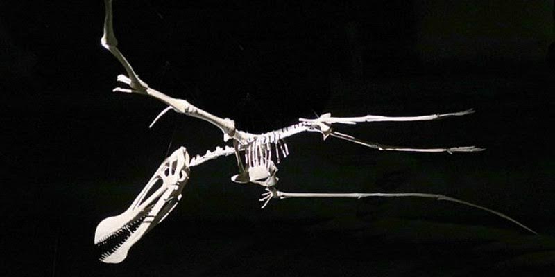 Brasil gana el juicio a Francia y repatriar&aacute; f&oacute;siles de m&aacute;s de 100 millones de a&ntilde;os