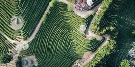 ¿Quién se suma al KUMQUAT? Descubre el ingrediente sorpresa de la cosmética estival