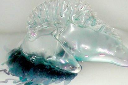 &iquest;Qu&eacute; hacer si te pica una medusa tipo Carabela portuguesa?