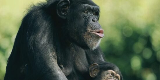 Chimpanc&eacute; con su cr&iacute;a