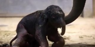 Beb&eacute; elefante 
