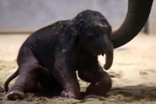 Beb&eacute; elefante 