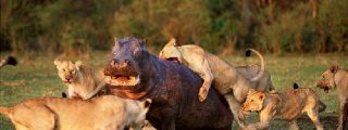 Las 5 leonas atacan a un hipopótamo herido y pasa esto…