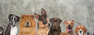 Mascotas, perros de diversas razas