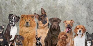 Pron&oacute;stico del Tiempo de este lunes 9 de febrero de 2026