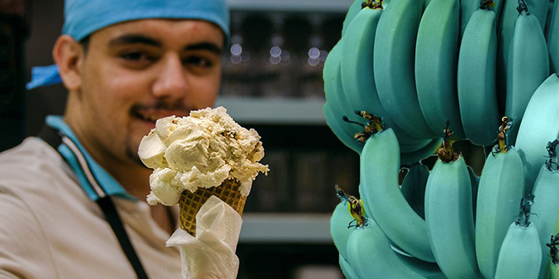 As&iacute; son los pl&aacute;tanos que pronto podr&aacute;s comprar: azules y saben a helado de vainilla