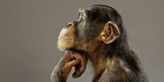 Alerta M&aacute;xima: La OMS declara la viruela del mono 'emergencia sanitaria internacional'