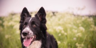 Mascotas: La 10 razas de perros m&aacute;s inteligentes y los 10 m&aacute;s bobos