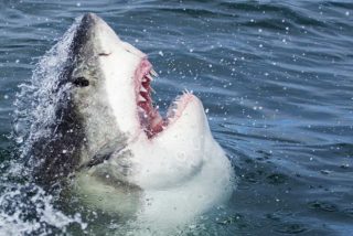 Tibur&oacute;n: 12 curiosidades del animal de los 30.000 dientes