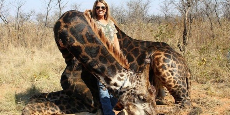 Le llueven las críticas a esta cazadora de EE.UU. por matar a una rara jirafa y después comérsela: "estaba deliciosa"