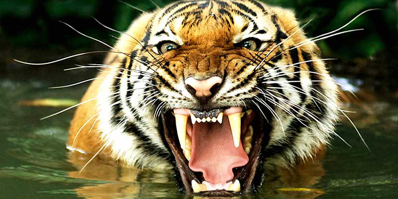 &iexcl;Por curioso! Pierde los brazos mientras alimentaban a un tigre