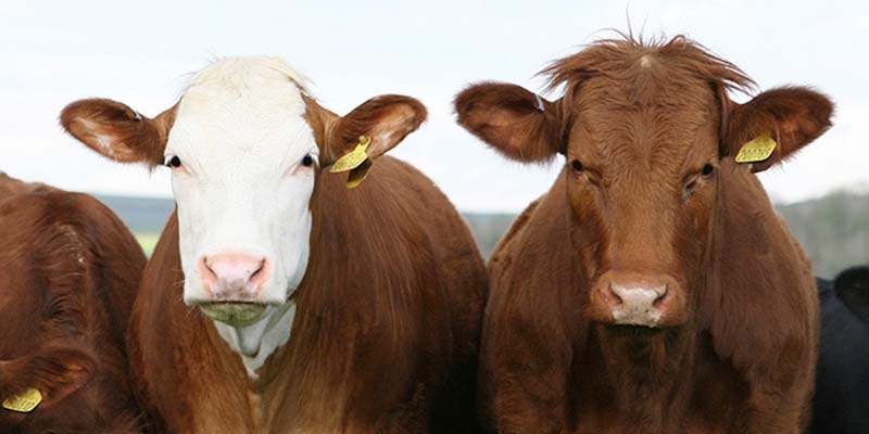 El mal de la 'vaca loca' obliga a Corea del Sur y China a suspender importaciones de su carne vacuna