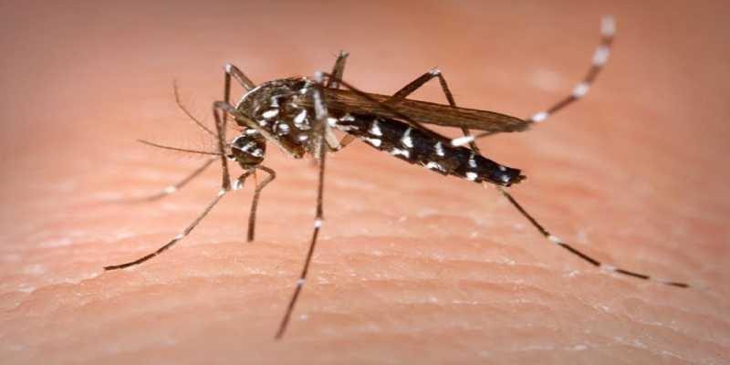 Científicos consiguen eliminar al mosquito tigre de unas islas Chinas