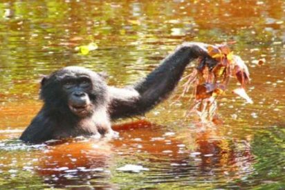 Los bonobos compensan la deficiencia de yodo comiendo estas plantas acu&aacute;ticas