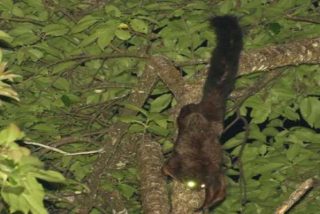 Esta nueva especie encontrada de ardilla voladora ya está en peligro de extinción