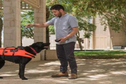 entrenamiento de perros