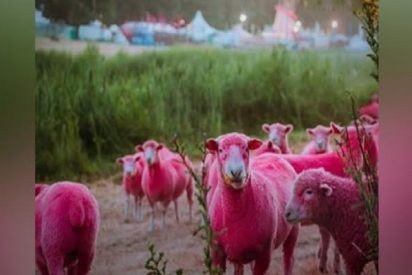 Pintan de fucsia a estas ovejas para promocionar un festival y dejan morados a los promotores