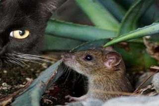 Gato y rata