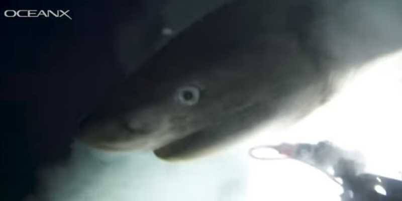 Logran captar im&aacute;genes &uacute;nicas y marcar por primera vez en aguas profundas una especie de tibur&oacute;n que qued&oacute; casi intacta desde el Jur&aacute;sico