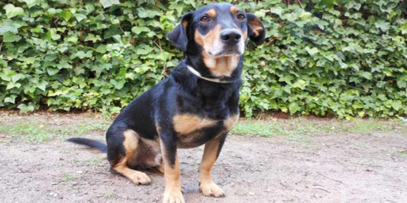 Hallan los cambios epigen&eacute;ticos detr&aacute;s del s&iacute;ndrome de domesticaci&oacute;n de los animales