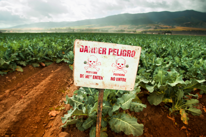 Algunos agricultores siguen usando pesticidas que est&aacute;n prohibidos