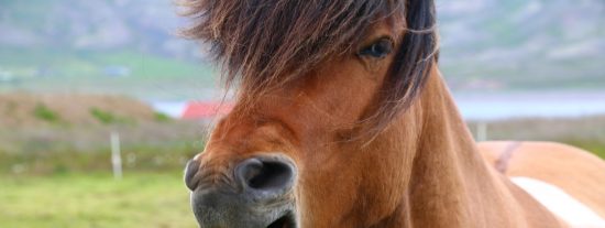 El turista se acerca a acariciar al caballo salvaje y se lleva una coz en las pelotas