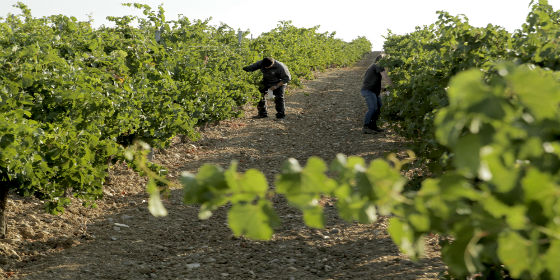 Rutas del Vino en Valladolid.... Ruta de Rueda
