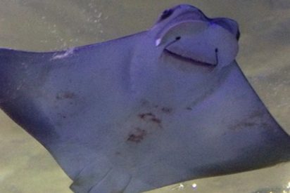 Esta mantarraya gigante se acerca a un buzo para pedir que le salve la vida