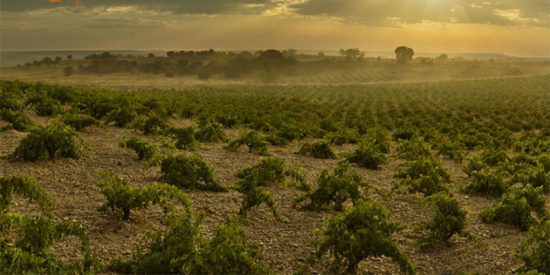Numanthia descubre su esencia en una jornada entre campos de lavanda