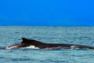 Qué ver en Costa Rica: Festival de Ballenas y Delfines