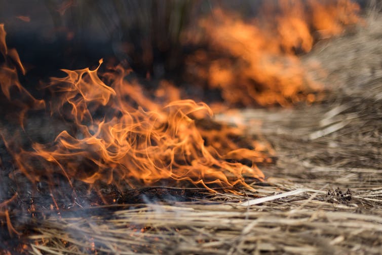 Los pirómanos no son la causa de los grandes incendios forestales
