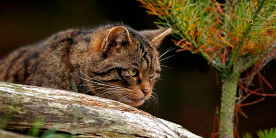 &iquest;Qu&eacute; especies poco comunes puedo ver en Escocia?