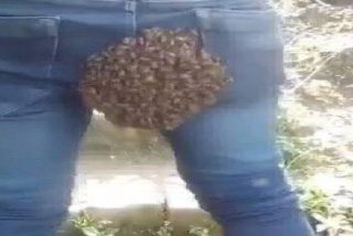 Un enjambre de abejas invaden "los cuartos traseros" de un joven al confundirlo con su colmena