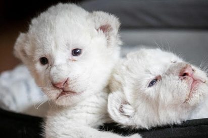 Nacen dos preciosos cachorros de le&oacute;n blanco en un centro de rehabilitaci&oacute;n franc&eacute;s
