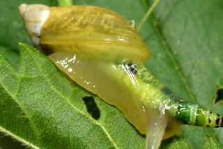 Impactantes im&aacute;genes de un caracol "zombi" con los cuernos brillando en flipantes colores psicod&eacute;licos