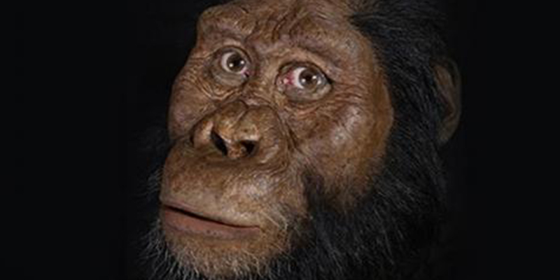 As&iacute; era el rostro del antecesor de 'Lucy': una revoluci&oacute;n sobre lo que sab&iacute;amos de nuestros or&iacute;genes como humanos