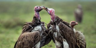 El caim&aacute;n se pasea alegremente seguido por una bandada de buitres
