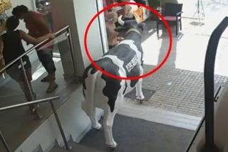 Detienen a este mamarracho por robar la vaca de una tienda Ale-Hop en Mallorca