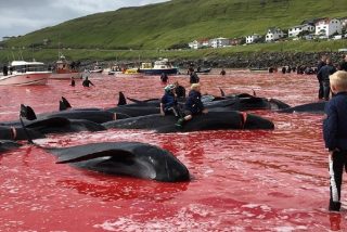 'Grindadr&aacute;p': la brutal matanza anual de ballenas en la que participan ni&ntilde;os y turistas